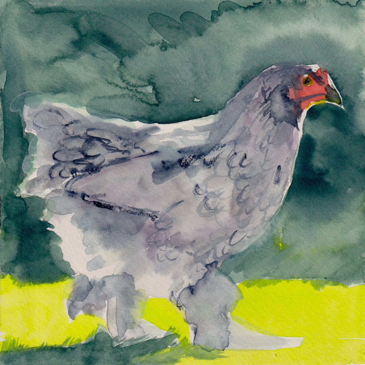 Chicken 2
