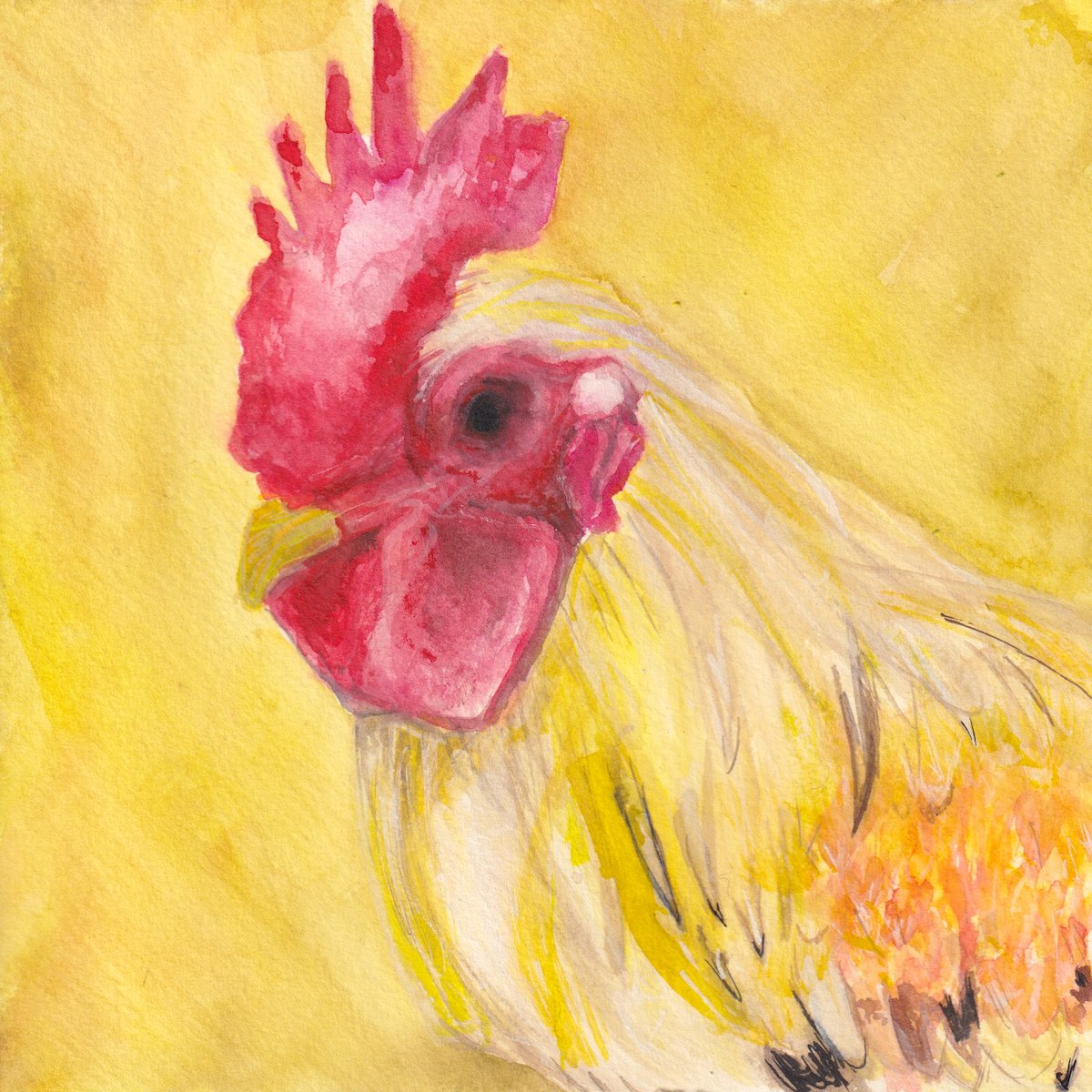 Chicken 1