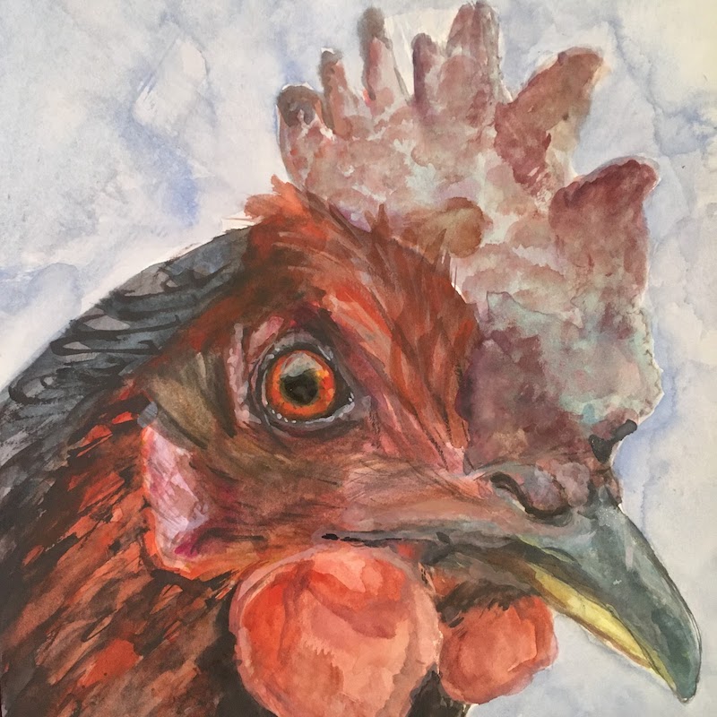Chicken 1