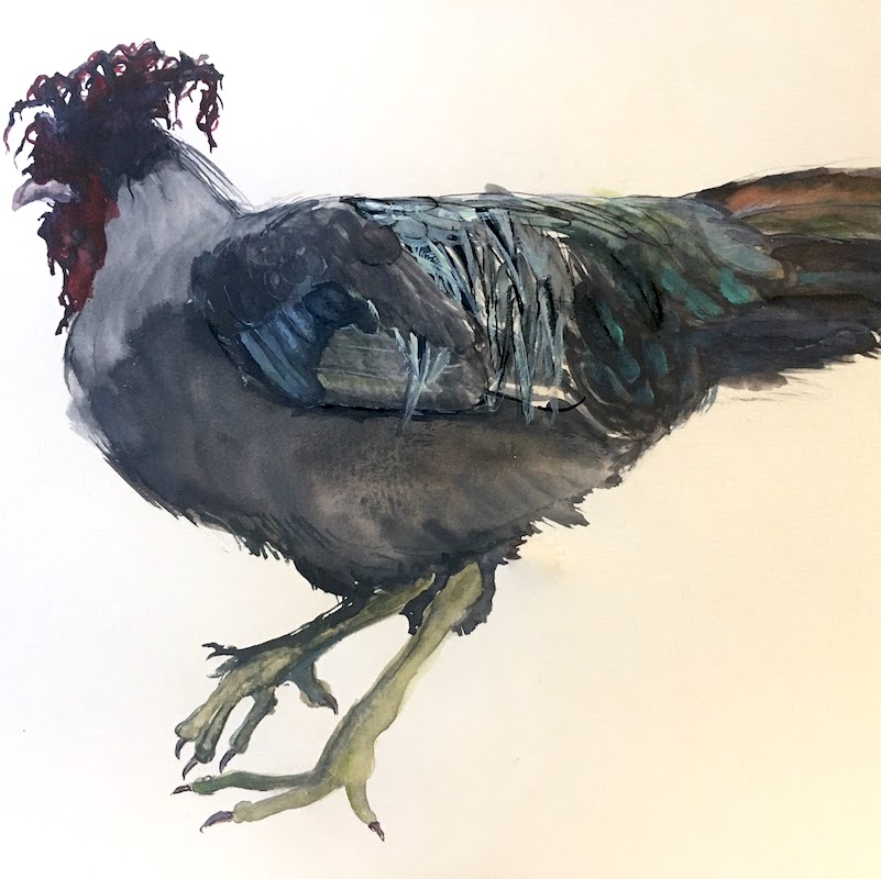 Chicken 1