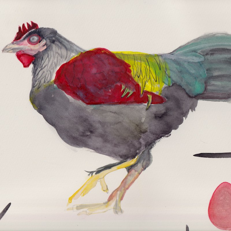 Chicken 1