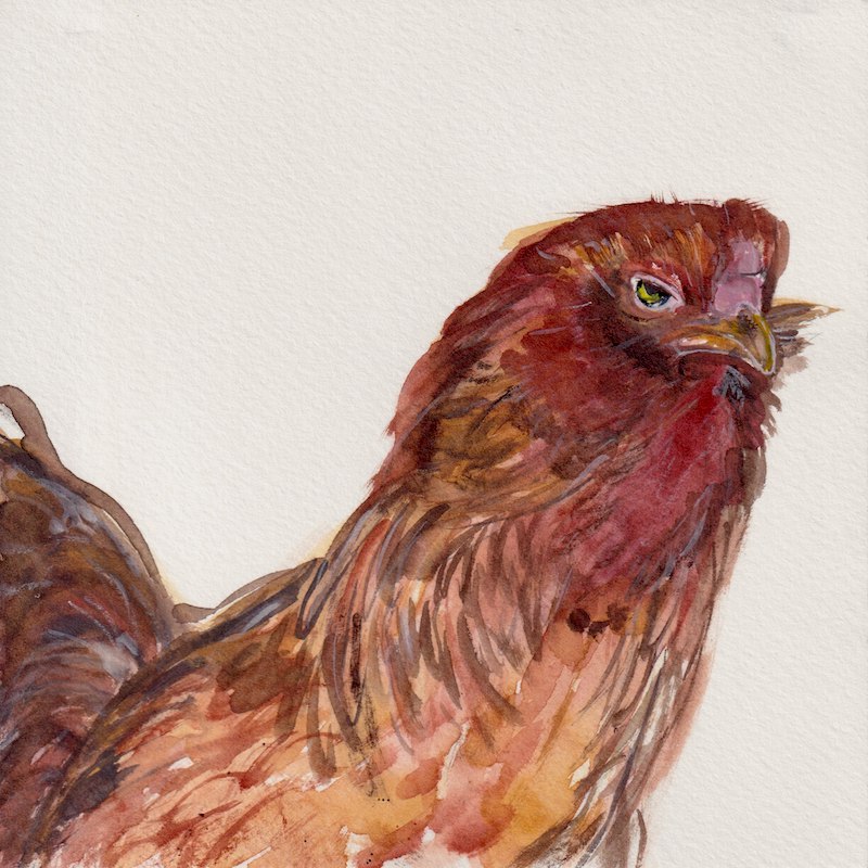 Chicken 1