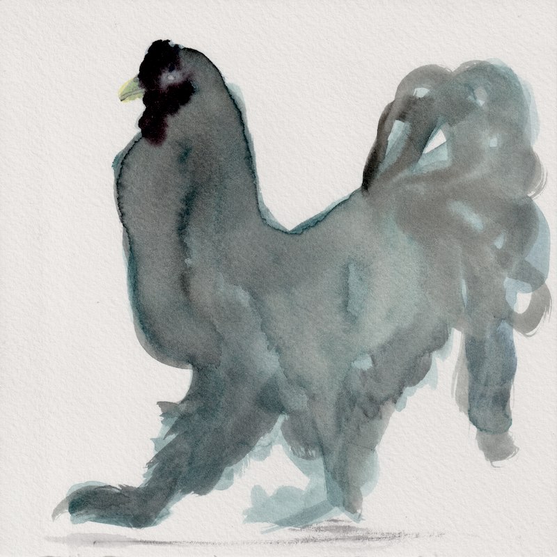 Chicken 1