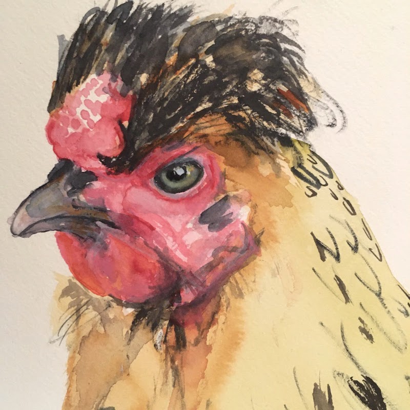 Chicken 1